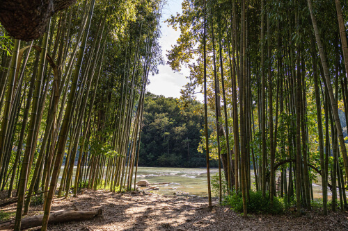 Bamboo Forest